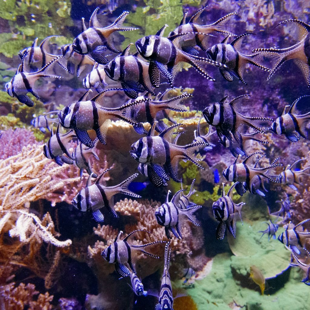 School of black and white striped fish swimming over colorful coral reef.